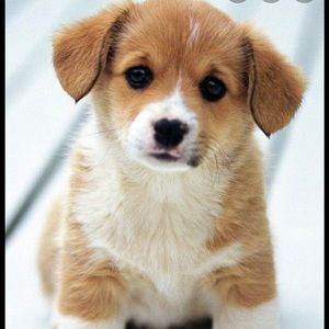 Meet your Posher, Kayden